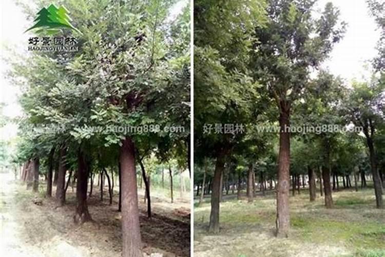 房后面种槐树好不好