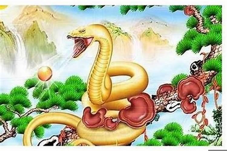 蛇虎结婚了怎么化解