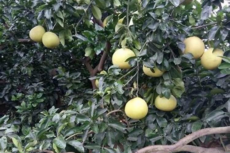 柚子树对着我家门房子好不好