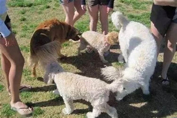 1970年属狗男最佳婚配1982