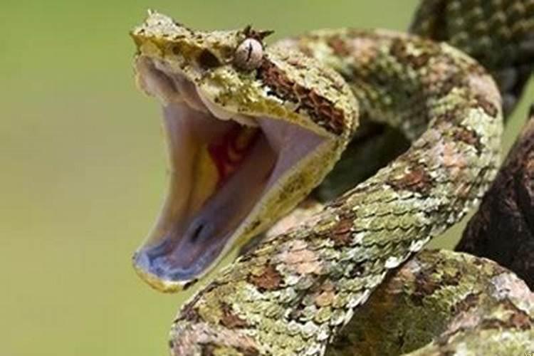 做梦梦到蛇蟒是什么意思