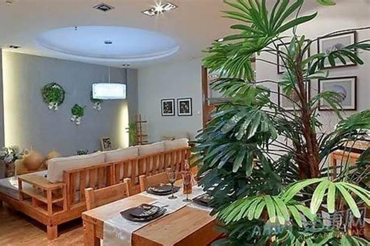 室内植物摆放风水禁忌有哪些