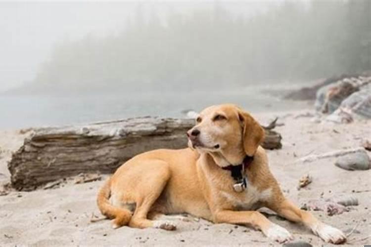 女猴男狗什么时候结婚合适