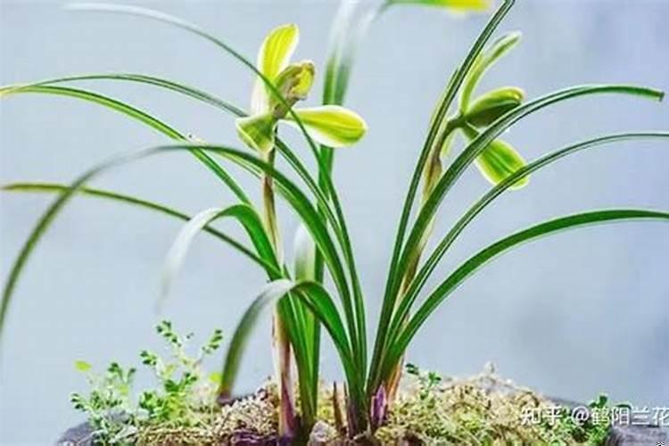 哪些植物具有吉祥寓意