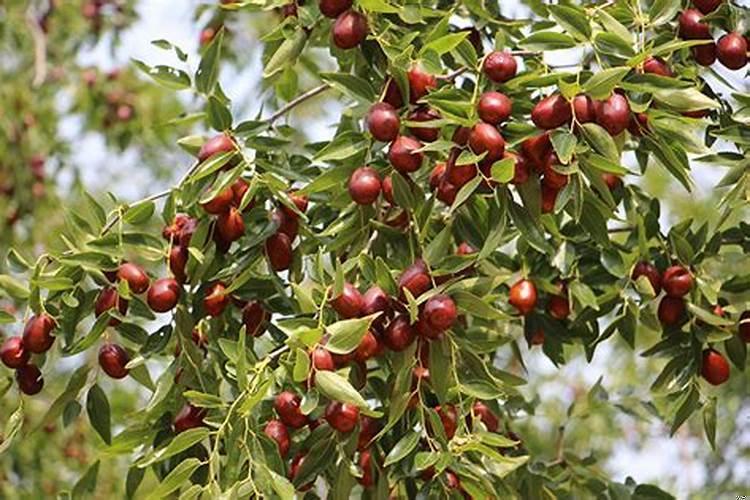 门前有枣子树好吗