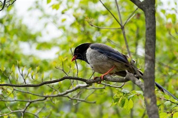 梦见妹妹从树上掉下来