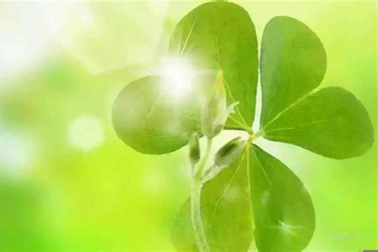 运气不好买什么植物转运