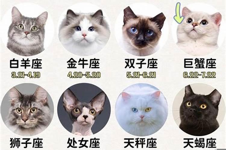 猫咪也有十二星座吗