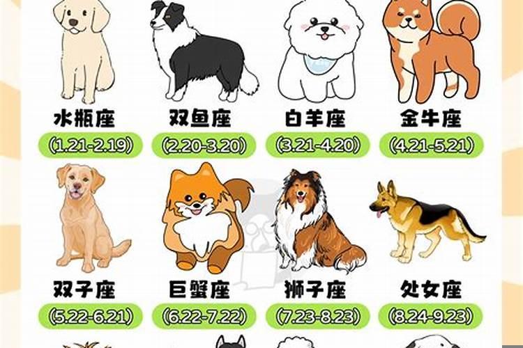 喜欢狼狗的星座女