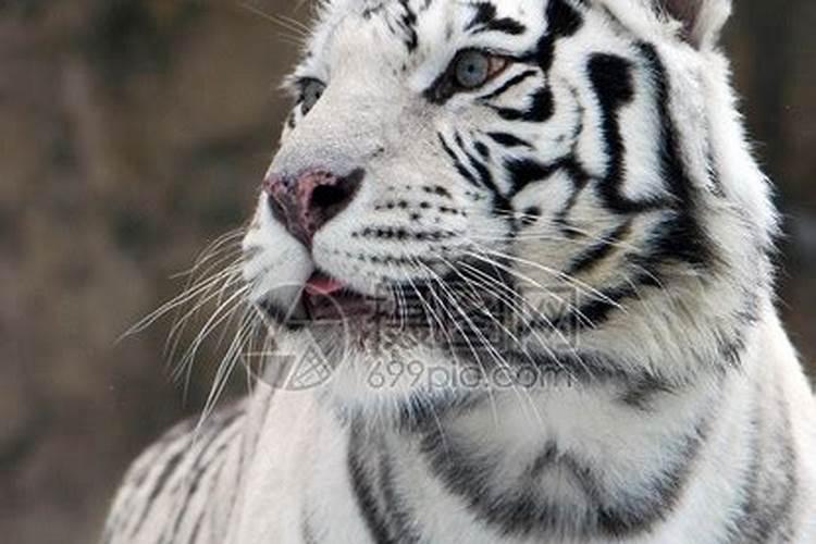 梦见灰白色的老虎