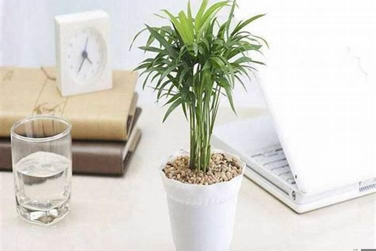 运气不好买什么植物转运