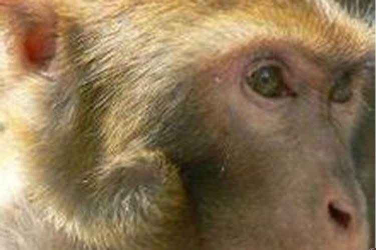 大马猴为什么叫大马猴