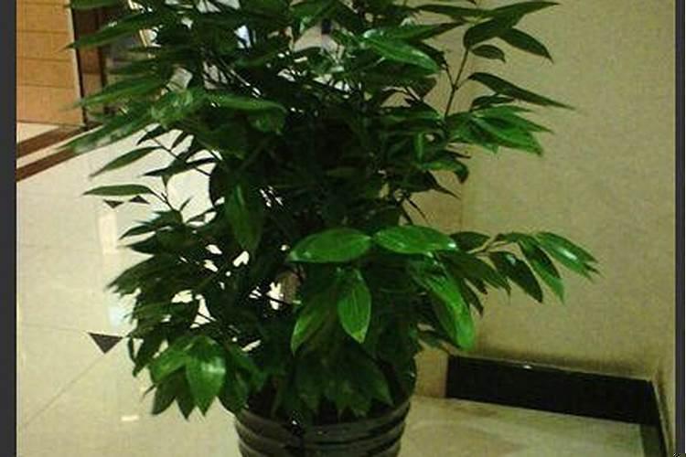 先有十二生肖还是十二个时辰