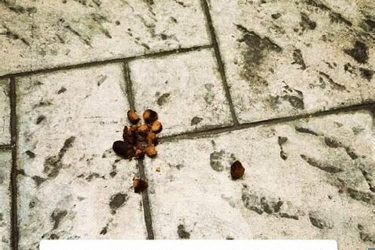 狗屎运还有什么运