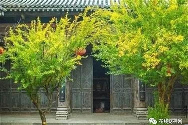 前面邻居栽树正对我家大门