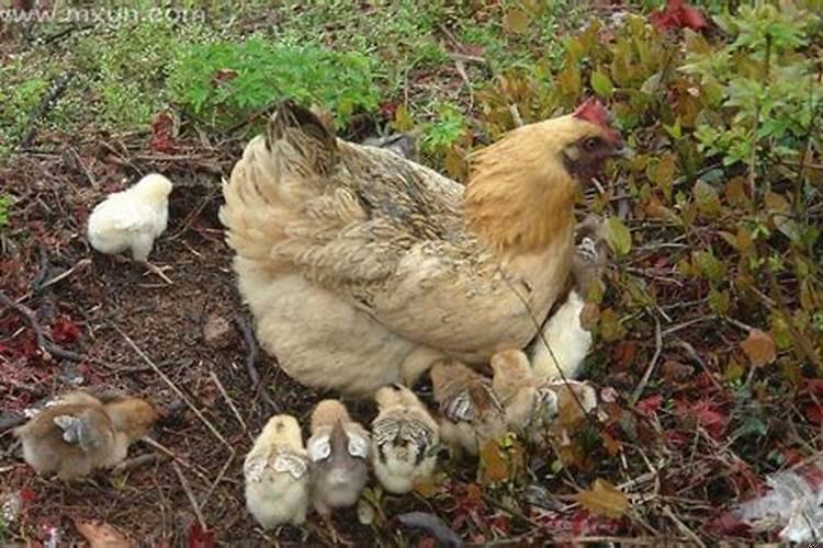 孕妇做梦梦见母鸡