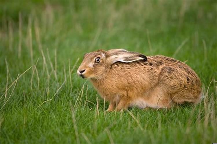 75年兔人46岁后的财运