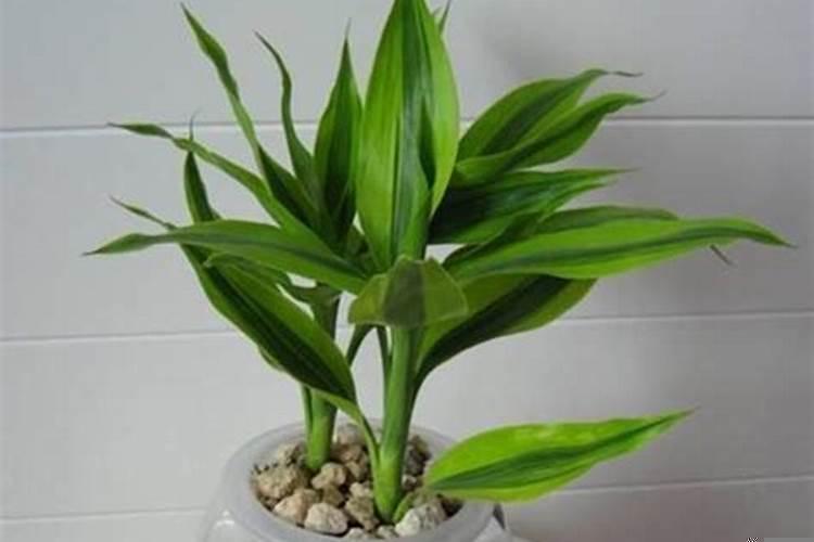 富贵竹寓意与风水