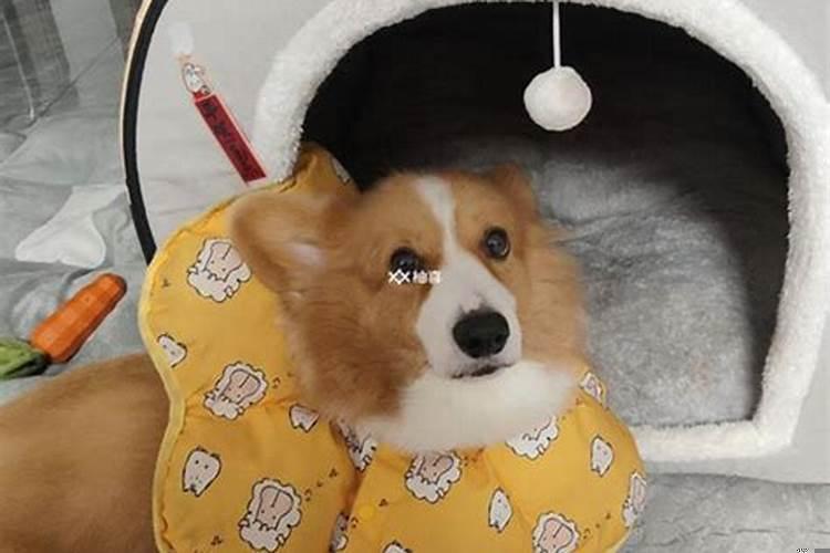 孕妇梦见狗生男生女有什么预兆嘛