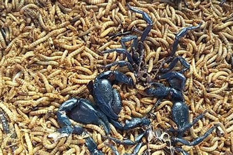 小人的最后下场是什么