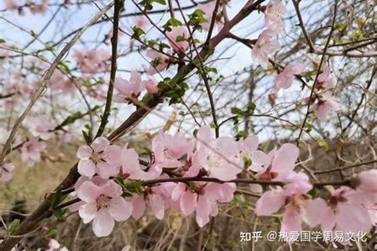 正缘桃花4朵代表什么