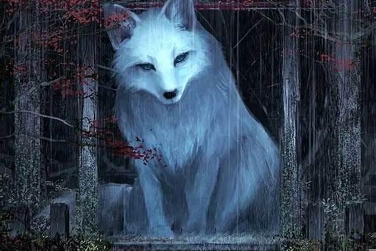 出马仙梦到狐狸