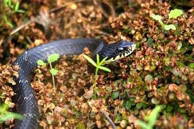 怀孕的女人梦见蛇预示着什么