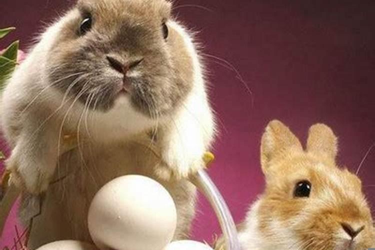 属兔的2月出生好吗