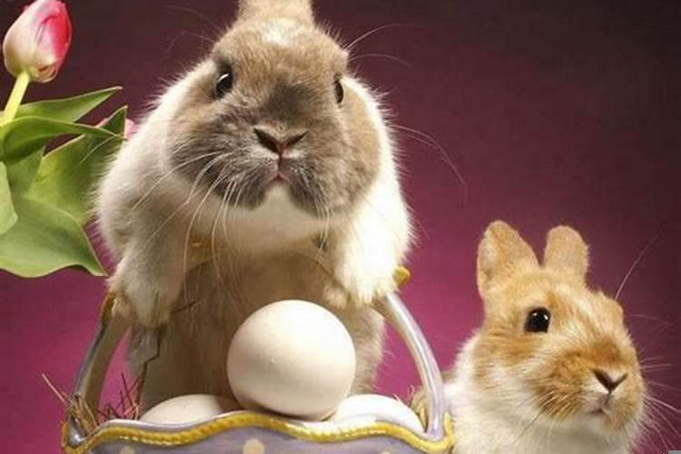 属兔的2月出生好吗