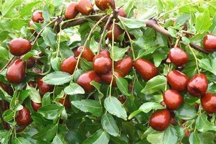 梦到和一群人在河里玩水