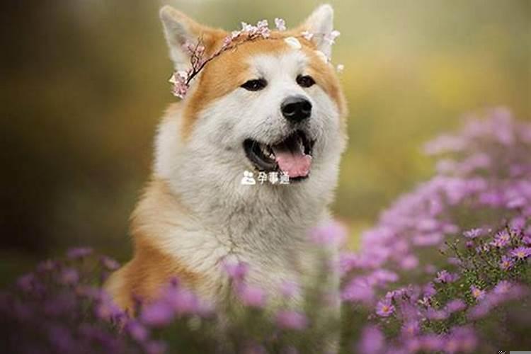 孕妇梦见狗生男生女有什么预兆嘛