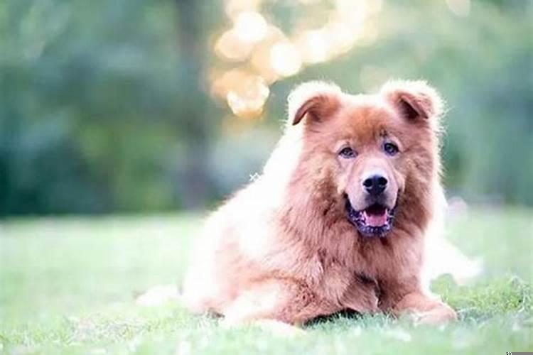 孕妇梦见狗生男生女有什么预兆嘛