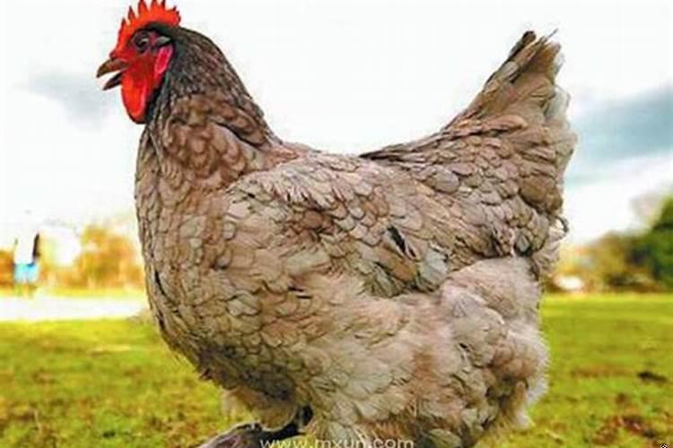 孕妇做梦梦见母鸡