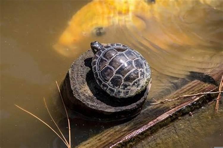 做梦梦到乌龟好不好