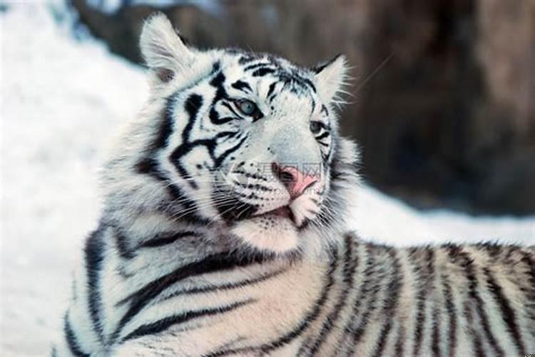 梦见灰白色的老虎