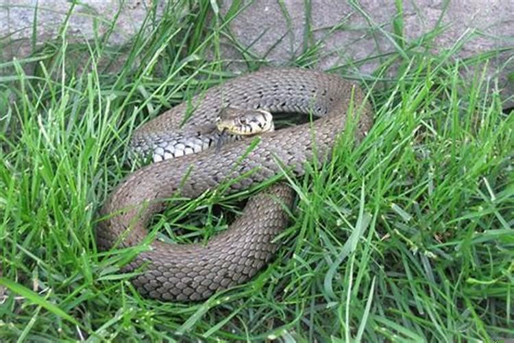 梦见蛇咬我是什么意思?