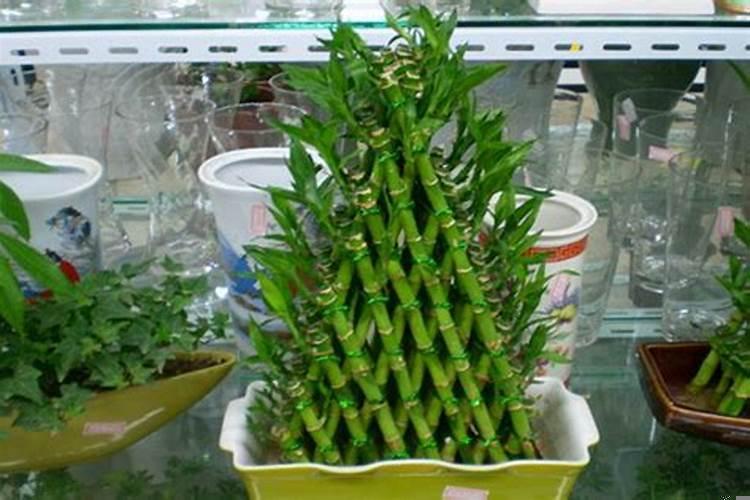 富贵竹寓意与风水