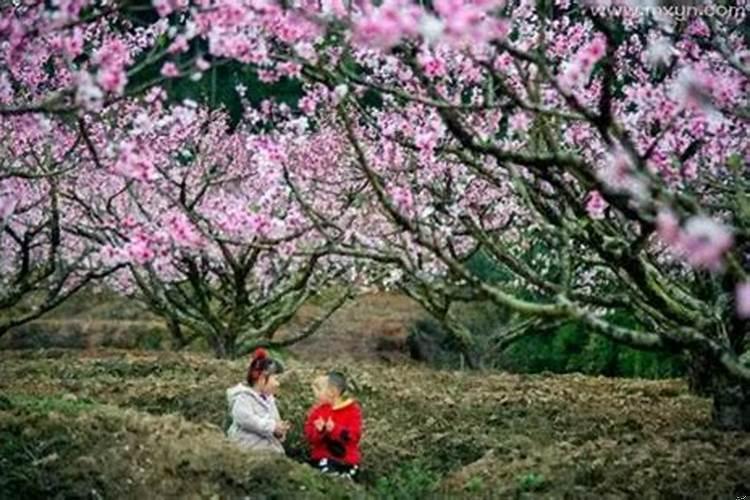 做梦梦到种桃花树