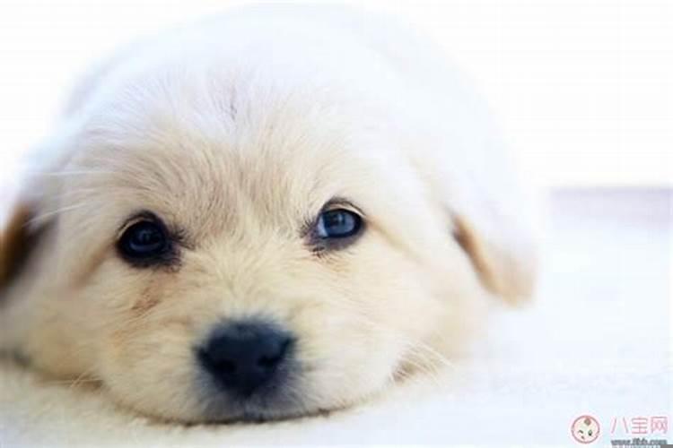 梦见狗是胎梦么