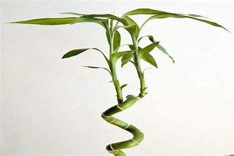 富贵竹摆放几支风水好