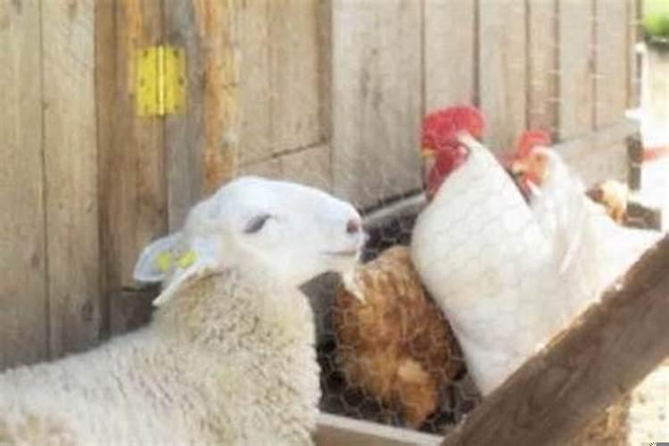 狗和羊相配婚姻如何旺财