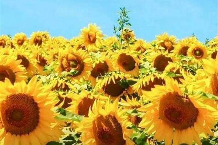 为什么美女运气那么好