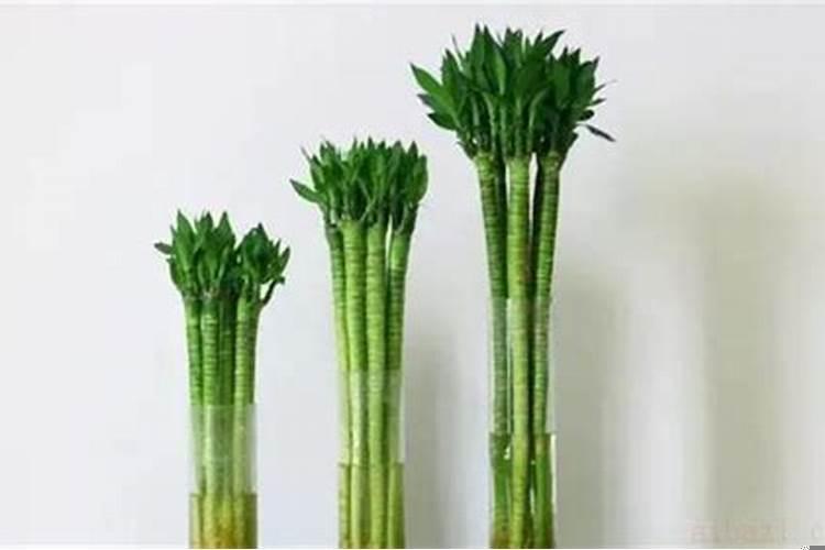富贵竹摆放几支风水好