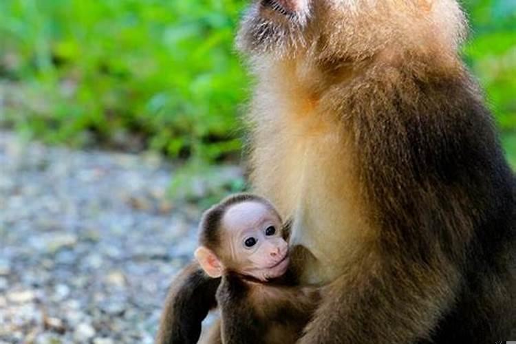 生肖猴与谁在一起会走好运