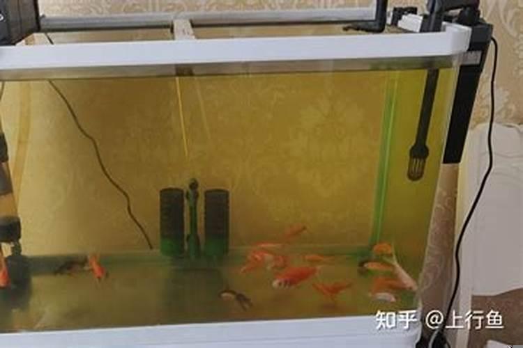 鱼缸里水发黄的原因和解决办法