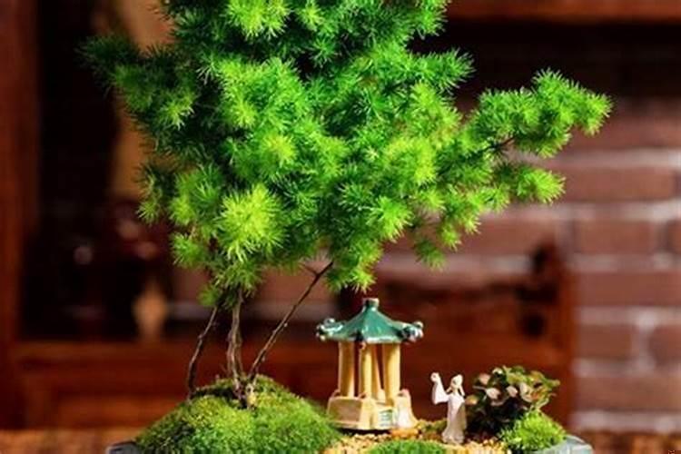 属猴的人摆放哪些植物旺财聚财