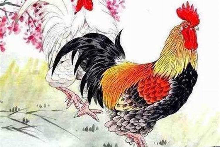 属羊的和属鸡的属相合不合