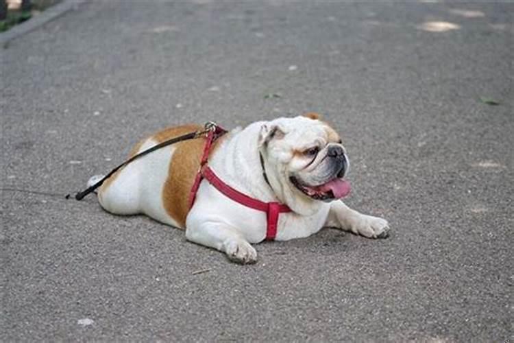 女人梦见黑龙预示什么预兆