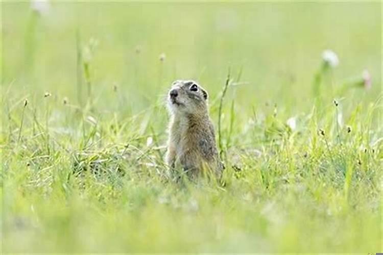 72年属鼠是什么命五行属相