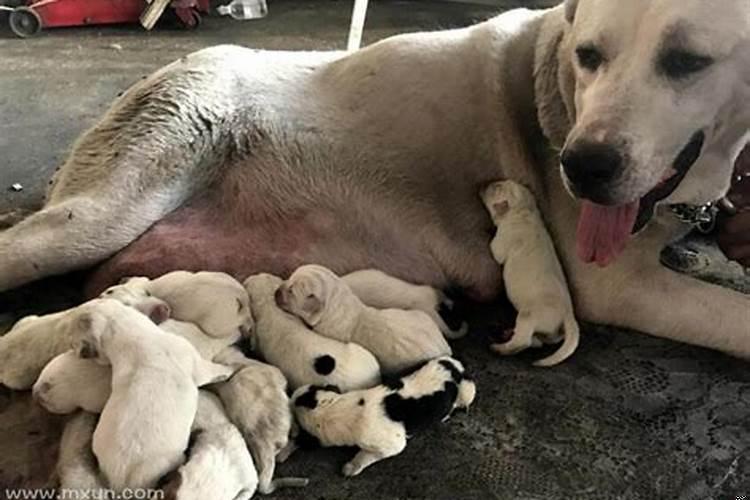 梦见有狗生小狗